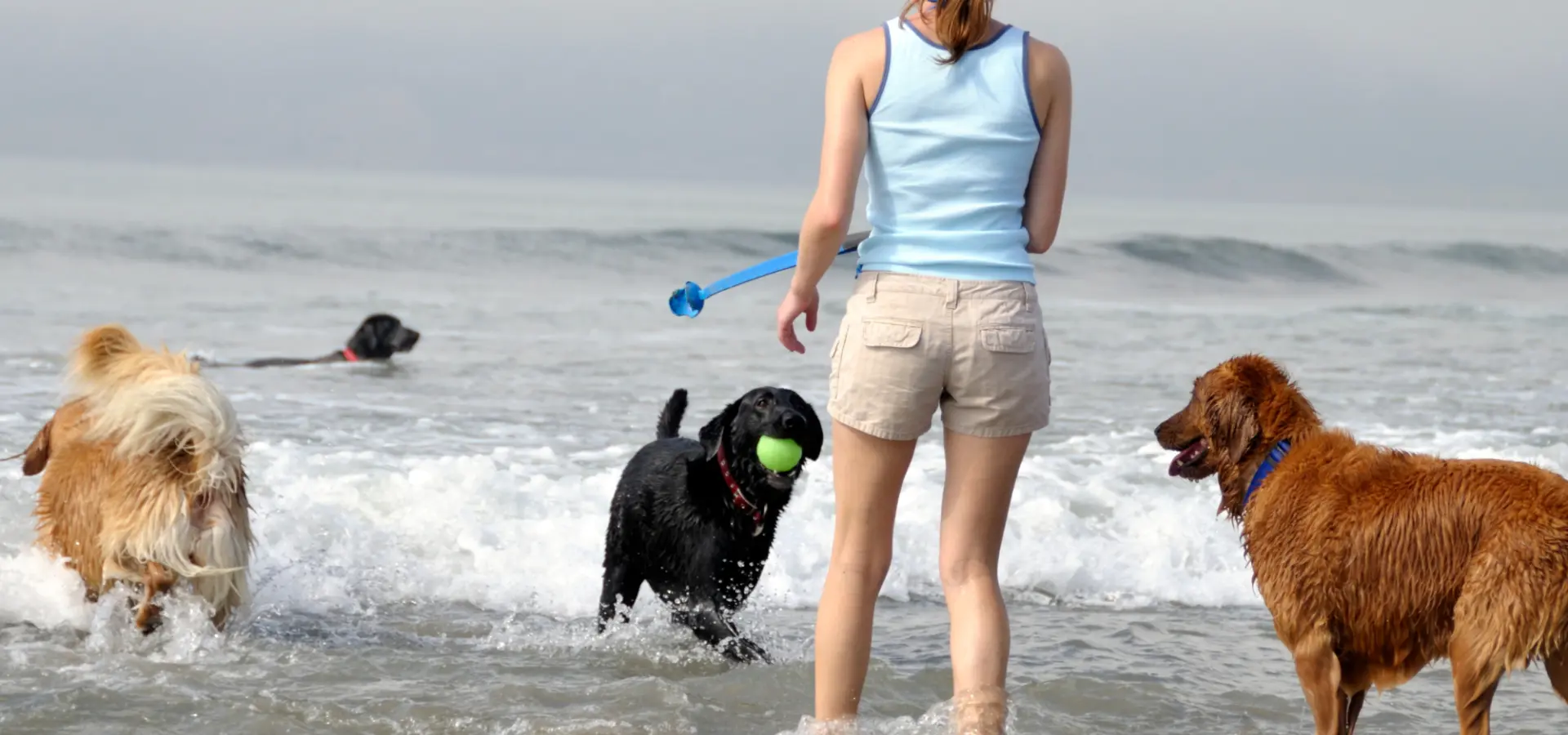 Honden strand