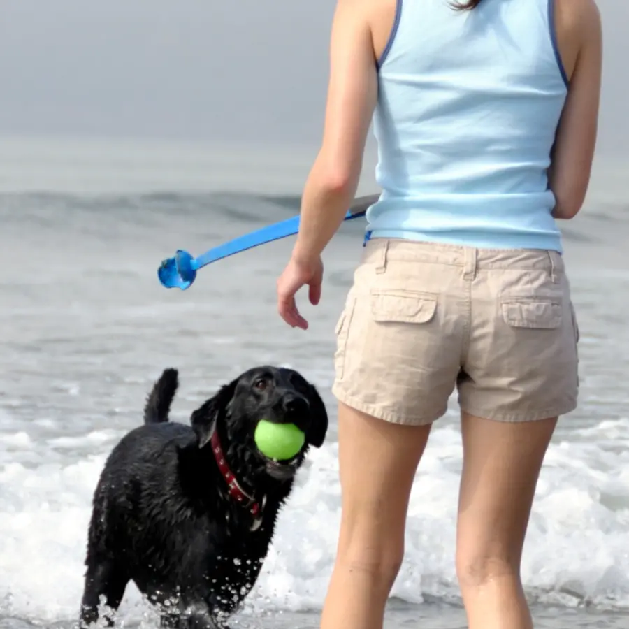 Honden strand